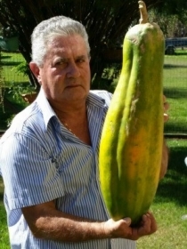 Sitiante se orgulha ao mostrar fruto gigante.
