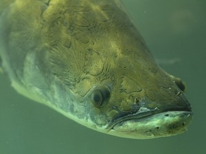 Pirarucu  considerado um dos maiores peixes de gua doce.