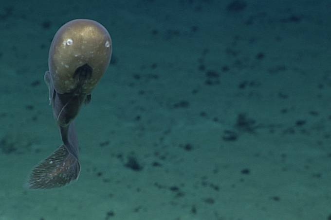 Dentre as imagens capturadas est uma enguia com cabea 'diferente', o que indica a possvel descoberta de uma nova espcie (NOAA Office of Ocean Exploration and Research/Conhea estranhas criaturas que vivem nas profundezas do Pacfico)