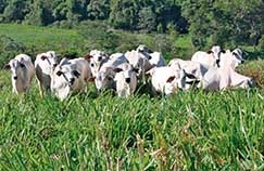 Produo sustentvel de gado de corte no norte de Mato Grosso