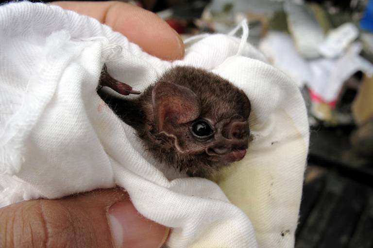 Morcego da espcie Diphylla ecaudata, que normalmente se alimenta do sangue de aves (Gerry Carter/Reproduo)