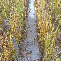 Com ritmo de colheita menor, aumentam dvidas sobre impactos das chuvas na produo e produtividade da soja MT