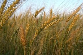 Estado reduz em 10% o preço de pauta do milho, algodão, sorgo e trigo 