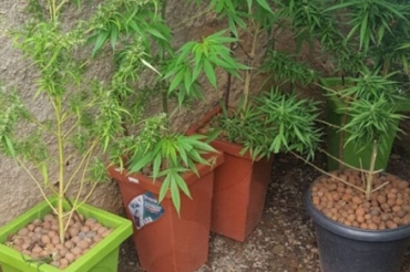 Os ps de maconha estavam no quintal da casa do rapaz, em Vrzea Grande