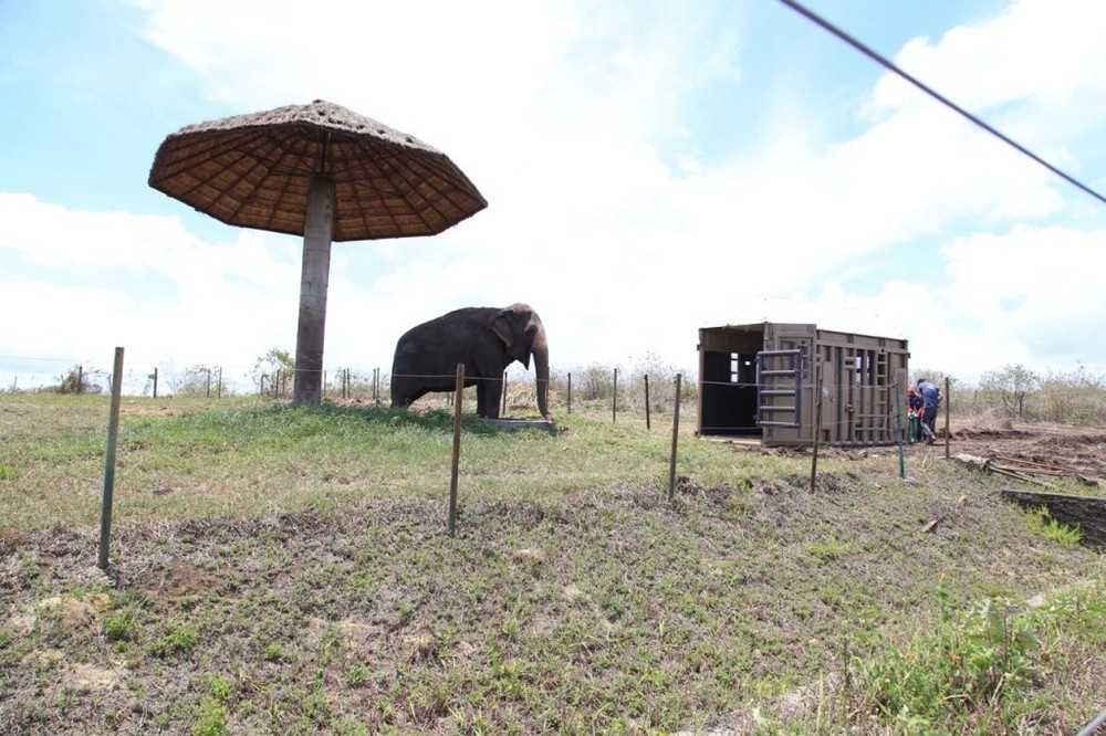 Rana vai viver no Santurio dos Elefantes em MT  Foto: Santurio de Elefantes Brasil (SEB)/ Divulgao