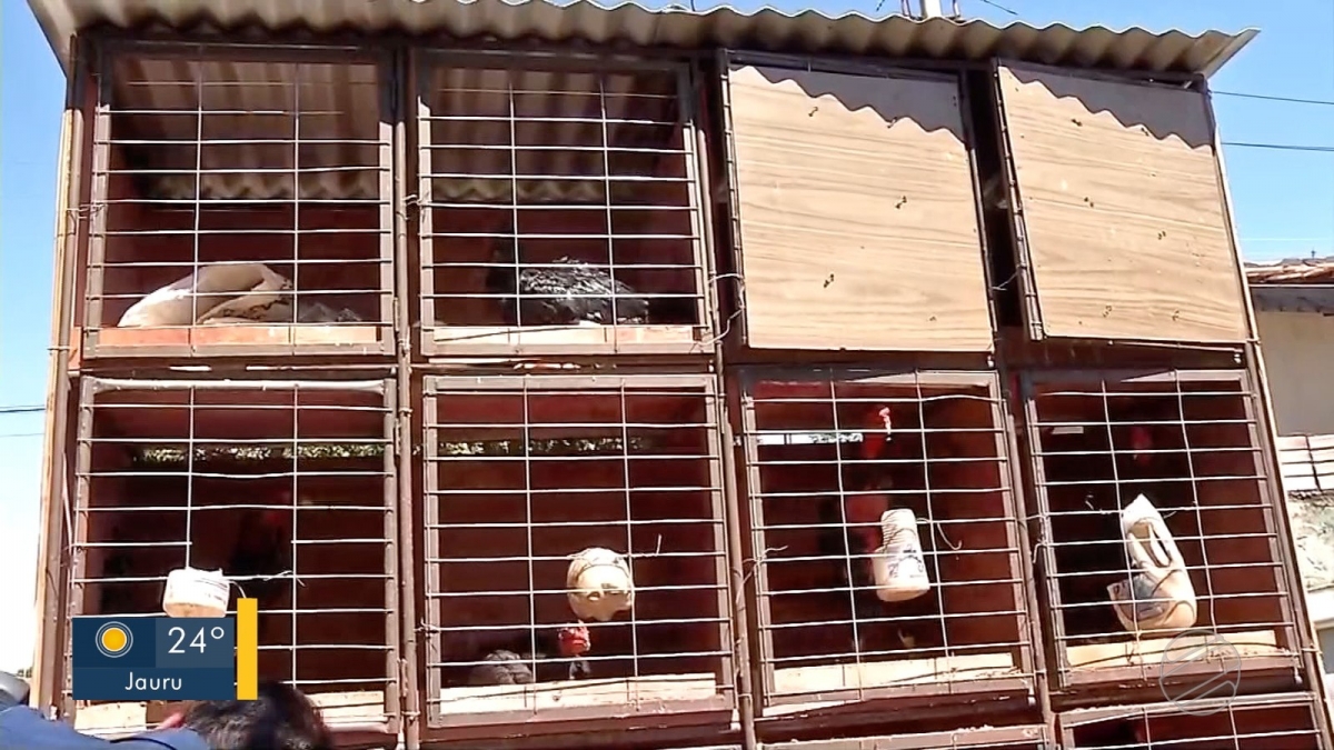 Homem foi preso com 60 galos usados em rinha nos fundos da casa dele em Tangar da Serra  Foto: TV Centro Amrica