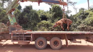Anta de 200 kg  resgatada aps ser baleada e cair em valeta em Lucas do Rio Verde (MT)  Foto: Divulgao