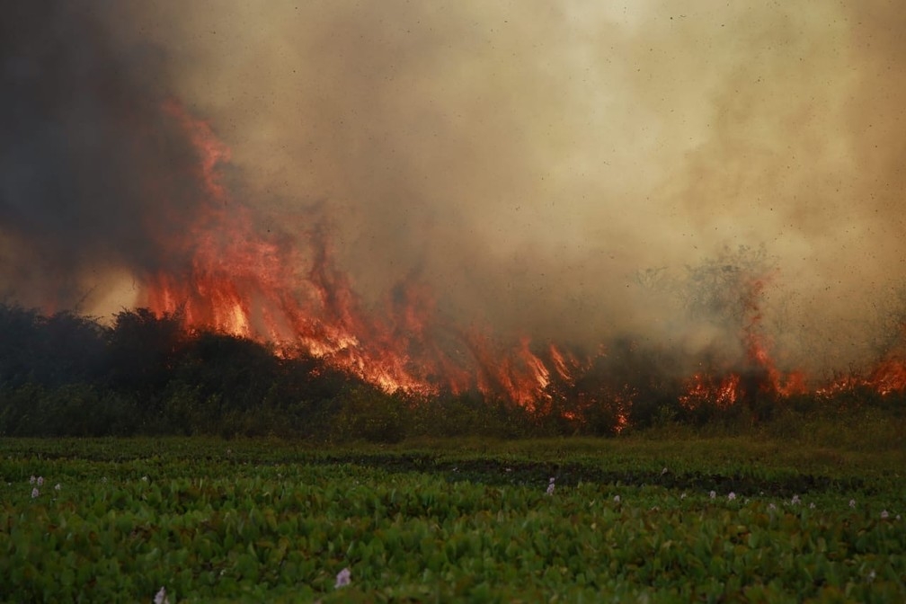 Incndio se espalha rapidamente devido aos ventos fortes no Pantanal  Foto: Jeferson Prado