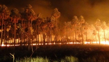 Dos biomas, o Pantanal foi o mais impactado, com uma �rea de vegeta��o nativa queimada nove vezes superior ao quantitativo de desmatamento na regi�o dos �ltimos dois anos