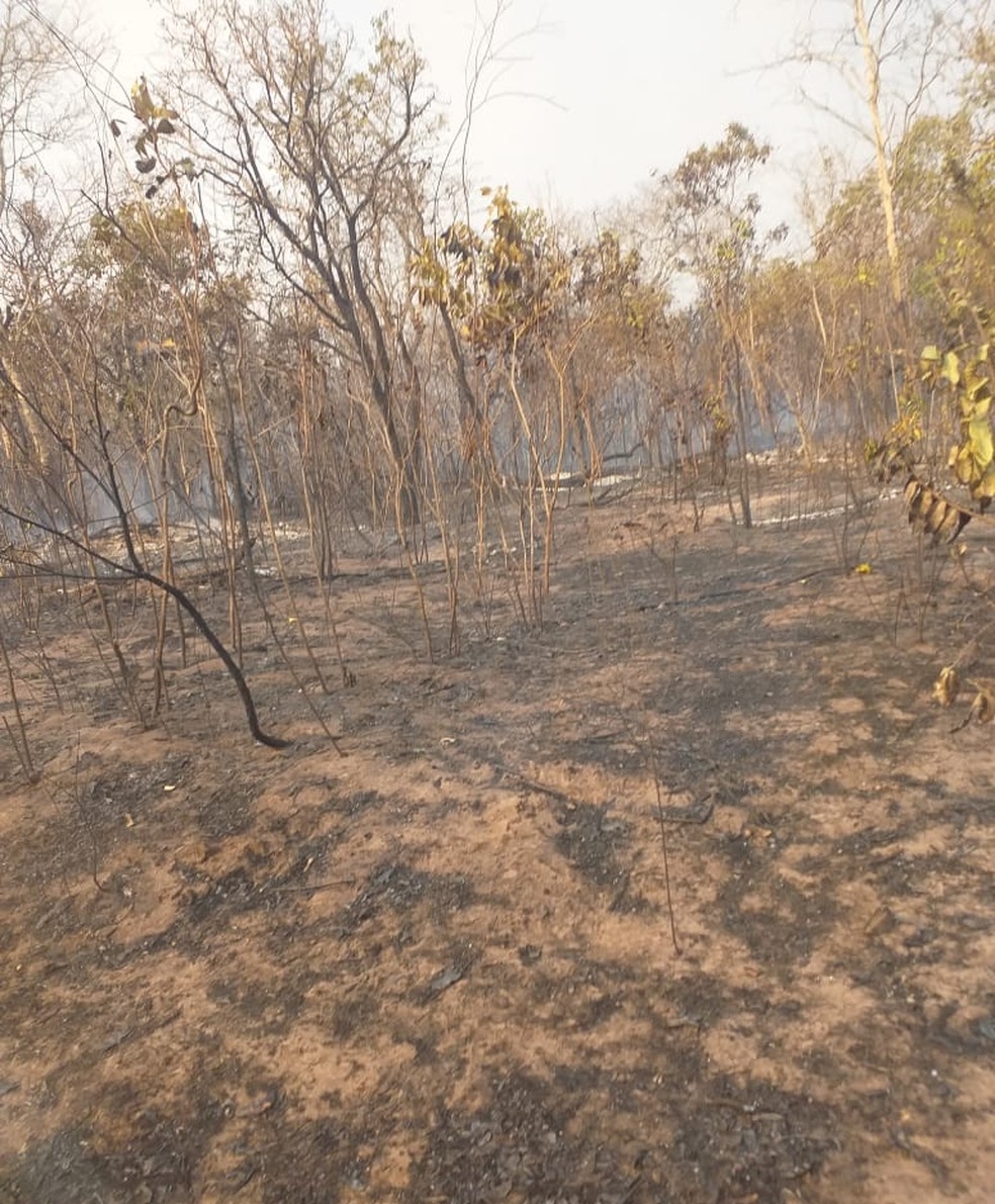 Vegetao foi destruda pelo fogo em aldeia indgena  Foto: Divulgao