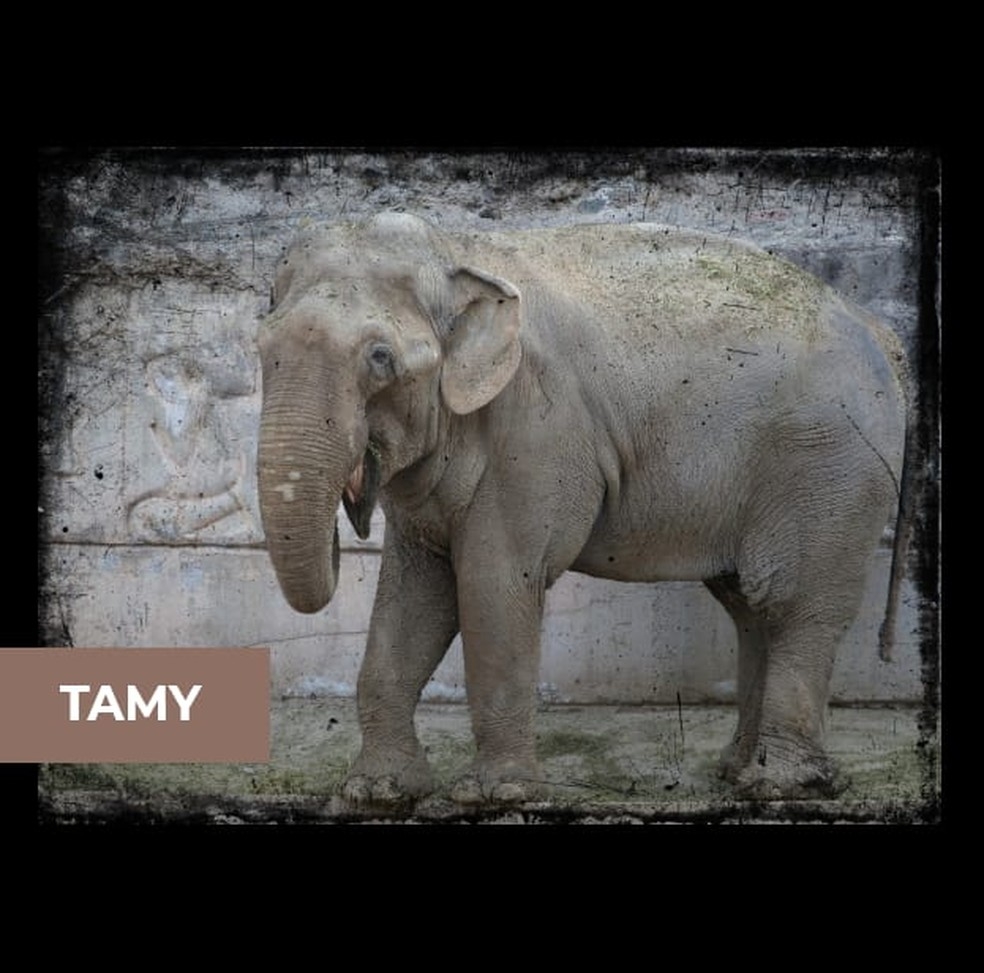 Tamy deve ser o primeiro macho a morar no Santurio dos Elefantes  Foto: SEB/Divulgao