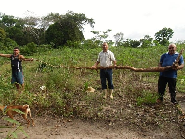 A mandioca foi colhida na roa de Jos Ferreira, morador da comunidade de Barra Limpa