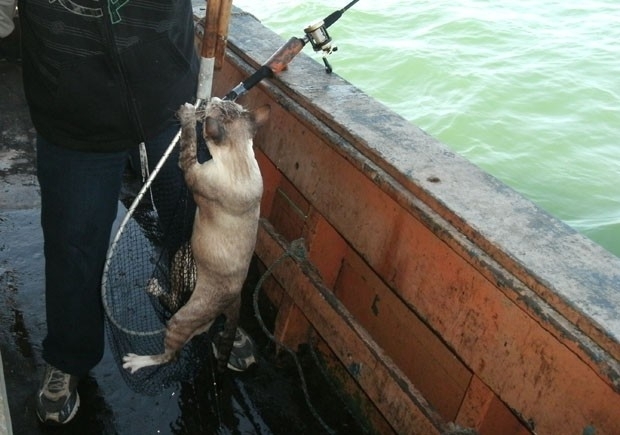 Animal foi resgatado e depois se refugiou no poro da embarcao