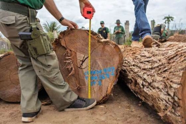 Par e Mato Grosso so os maiores mercados de madeira ilegal do Pas