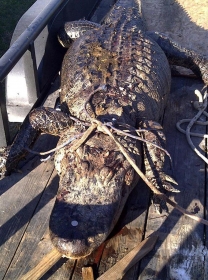 Jacar foi encontrado pendurado em rvore  Foto: Texas Parks and Wildlife / AP Photo