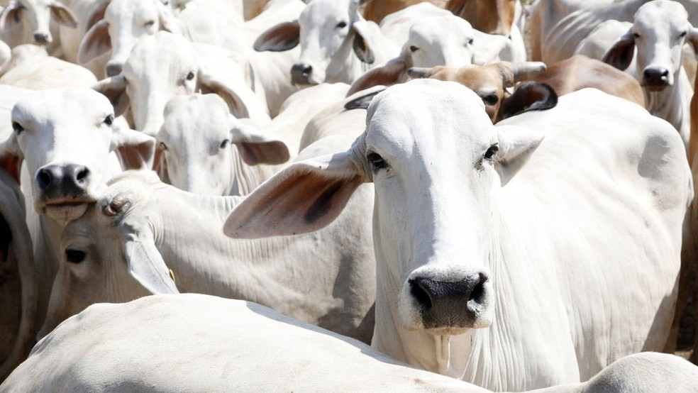 MT  o maior produtor de carne bovina do pas  Foto: Getty Images