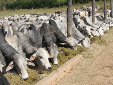Confinamento bovino em Mato Grosso