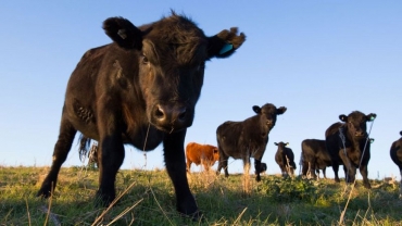 A doena da vaca louca provocou a queda no peo da arroba  Foto: Getty Images via BBC