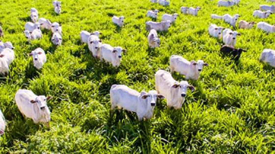 O rebanho bovino brasileiro somou 218,15 milhões de cabeças em 2020,