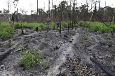 Fazendas causaram desmatamento com uso de fogo durante o perodo proibitivo em MT  Foto: Divulgao