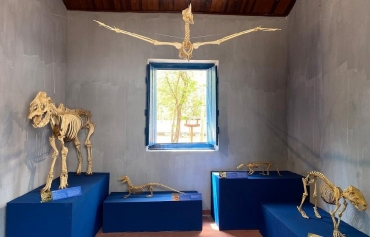 Exposio 'Pantanal atravs dos esqueletos', no Museu de Histria Natural  Foto: Divulgao Museu de Histria Natural
