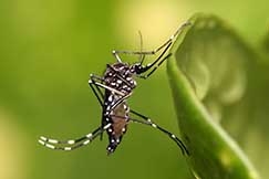 68 municpios apresentam alto risco para a dengue em MT