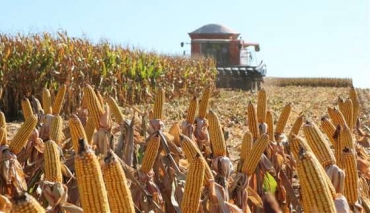 rea plantada de milho deve ser de mais de 6,2 milhes de hectares na prxima safra.