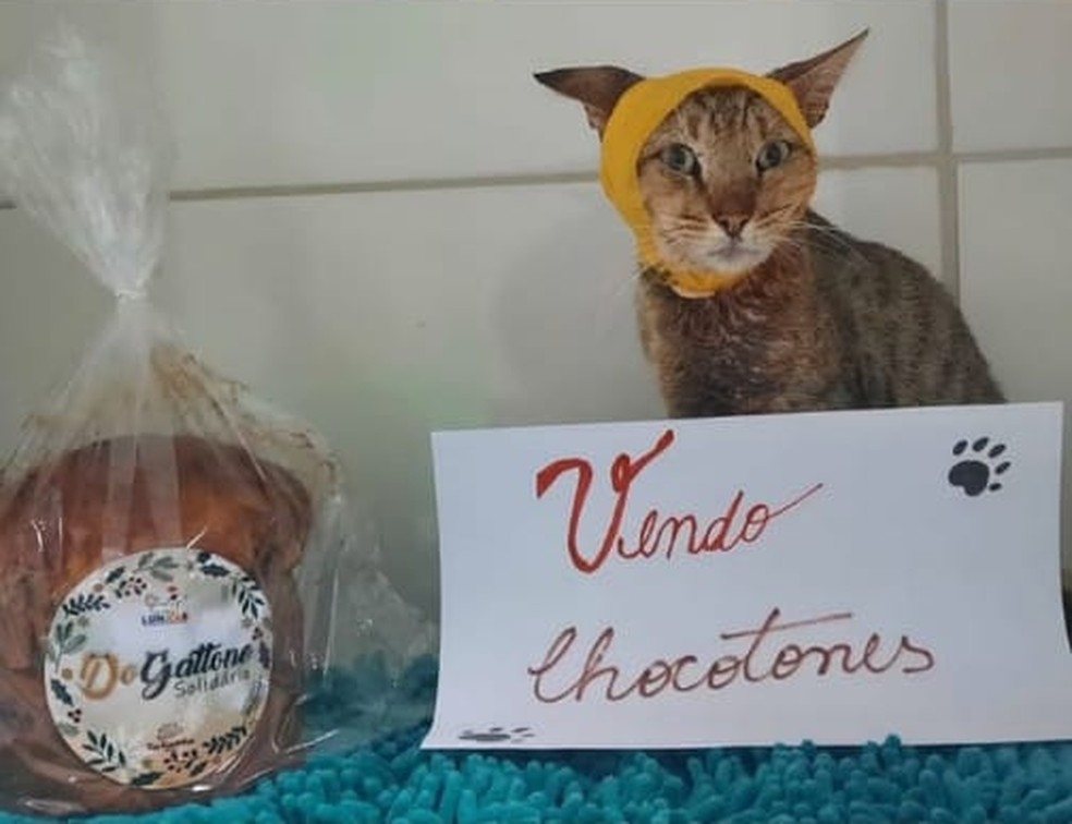 Gato Linus do Projeto Lunaar. Ong vende panetones de chocolate para ajudar a custear internaes  Foto: Reproduo