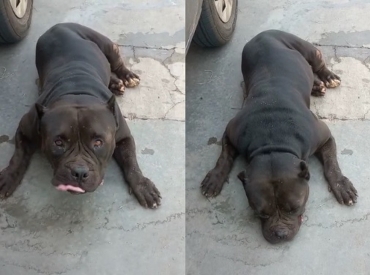 Cachorro da raa pitbull morreu durante um trajeto de txi dog entre Minas Gerais e Mato Grosso.  Foto: Arquivo pessoal