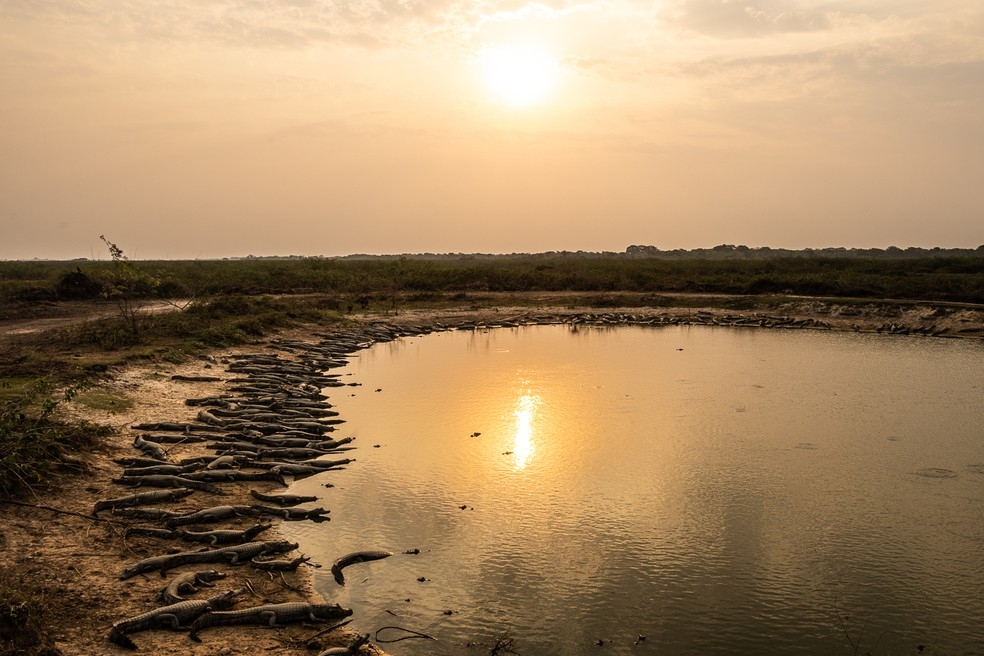 Fotgrafo registra jacars amontoados em busca de gua e animais sofrendo com a seca no Pantanal MT  Foto: Marcelo Oliveira