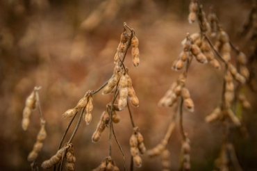 Mudança do calendário do plantio de soja pode causar ampliar a ferrugem da soja, adverte especialistas