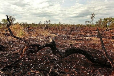 Foram desmatados 803 km, entre 2020 e 2021; Estado  o 5 lugar na destruio do bioma