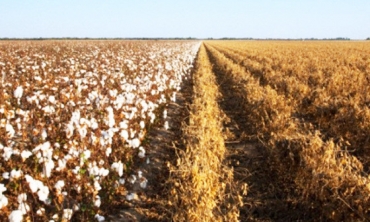 Se os nmeros se confirmarem, a oferta estadual de algodo e soja, alm de milho, crescer 13,8% sobre o consolidado na temporada passada