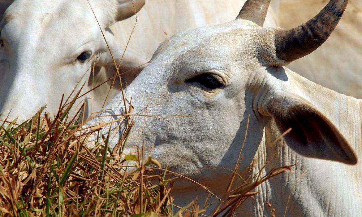Raiva bovina foi identificada em dois animais — Foto: Indea-MT