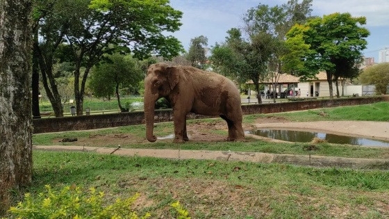 Elefante Sandro, no zoolgico de Sorocaba