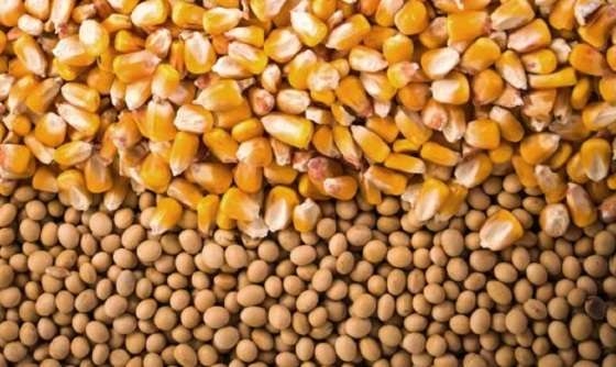 Segundo o Imea, mercado de soja e milho seguirá promissor em Mato Grosso