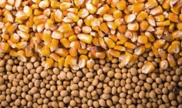 Segundo o Imea, mercado de soja e milho seguir promissor em Mato Grosso