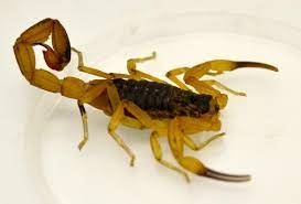 O escorpio representam 74% dos casos de picadas de animais peonhentos
