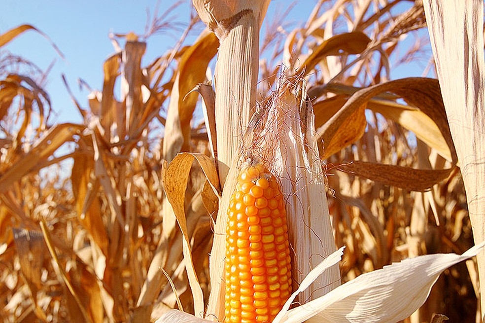 Palha de milho está seca devida a falta de chuvas no estado — Foto: Reprodução/TVCA