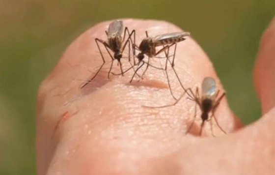 Segundo a Sade Pblica, 99,9% da transmisso da malria no pas ocorrem na regio amaznica