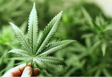 Folhas da planta cannabis sativa, conhecida como maconha, que d origem ao canabidiol