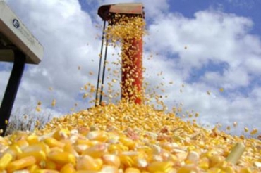 A rea brasileira cultivada com milho  de 21,6 milhes de hectares e supera em 8,6% a lavoura do ano anterior