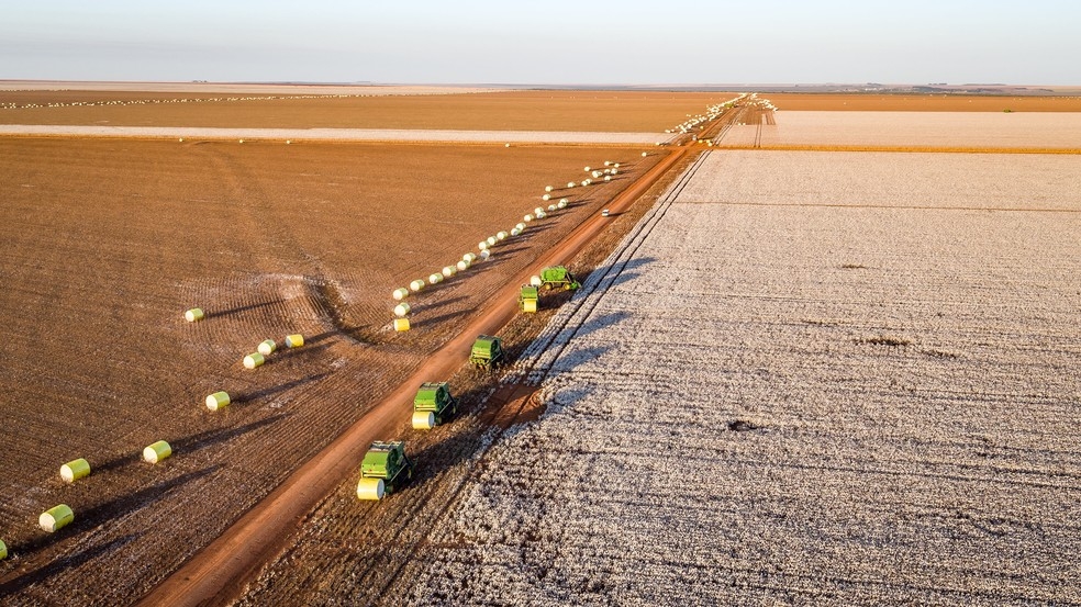 Colheita do algodão já começou em Mato Grosso