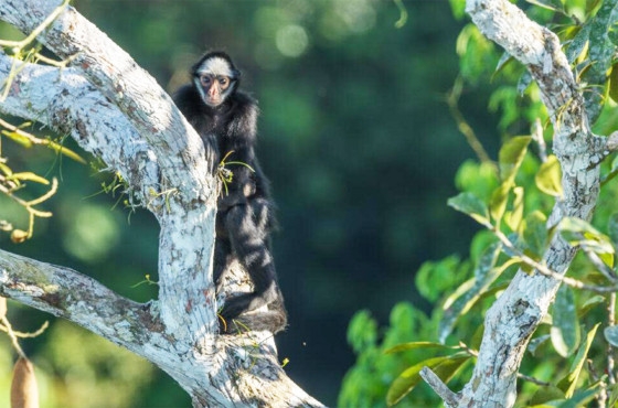 O macaco-aranha-de-cara-branca acaba de entrar para uma triste lista: a das espcies de primatas no mundo que correm riscos de morte.