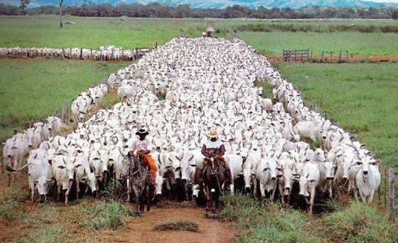 Mato Grosso segue na liderana, com 31,7 milhes de cabeas de gado