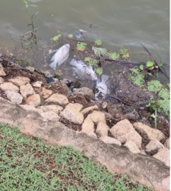 Peixes so encontrados mortos e boiando no lago do Parque das guas  Foto: Cedida