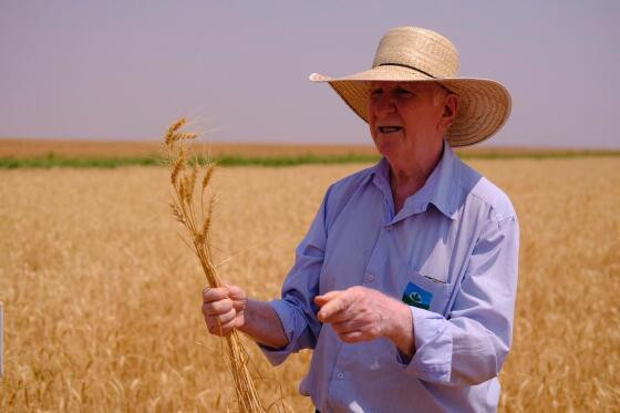 O agrnomo Hortncio Paro h mais de 40 anos ensaia o cultivo do trigo em MT