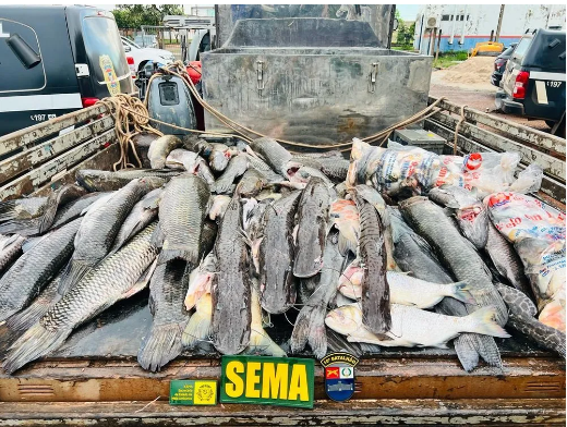 Pescado irregular apreendido nesta segunda-feira (6).  Foto: Sema - MT