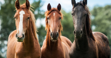 A equitao  um esporte que ajuda na relao entre o cavalo e a pessoa que cavalga 