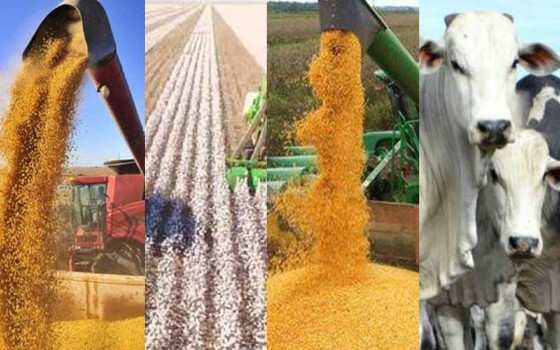 Soja, algodo, milho e bovinocultura so as quatro grandes atividades agropecurias que balizam o avano e o recuo anual no VBP de Mato Grosso